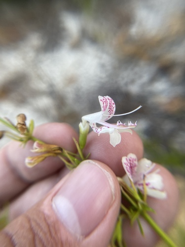 Image of Dicerandra modesta by (c) Brandon Corder, some rights reserved (CC BY)