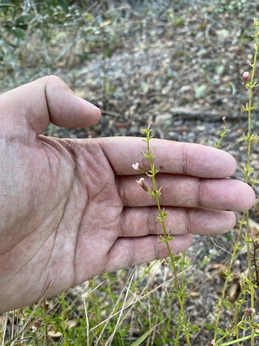 Image of Blushing Scrub Balm (Dicerandra modesta) by (c) Brandon Corder, some rights reserved (CC BY)