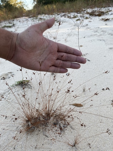 Capillary hairsedge (Bulbostylis ciliatifolia)
