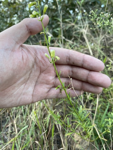 Image of Dicerandra modesta by (c) Brandon Corder, some rights reserved (CC BY)