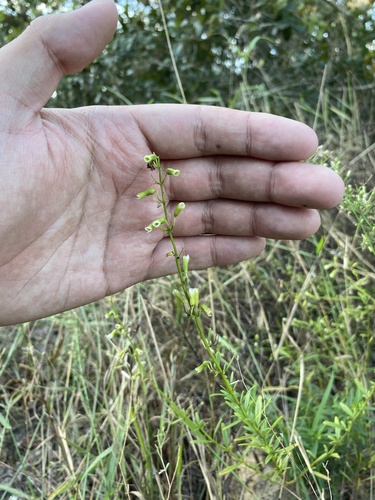 blushing scrub balm (Dicerandra modesta)