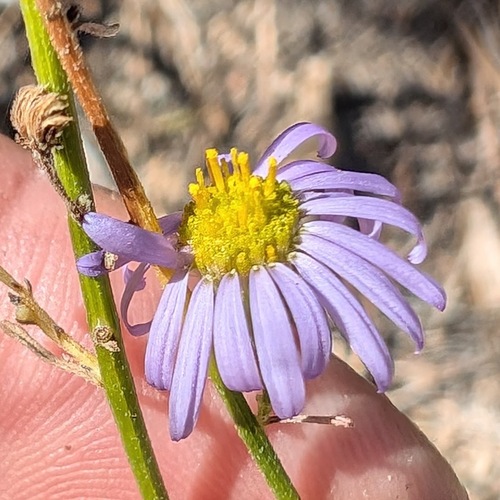 iNaturalist observation photo of Leafy Fleabane