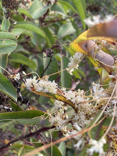 Image of Cuscuta subinclusa by (c) mel letterman, some rights reserved (CC BY)