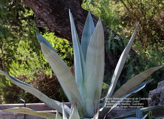 Agave weberi