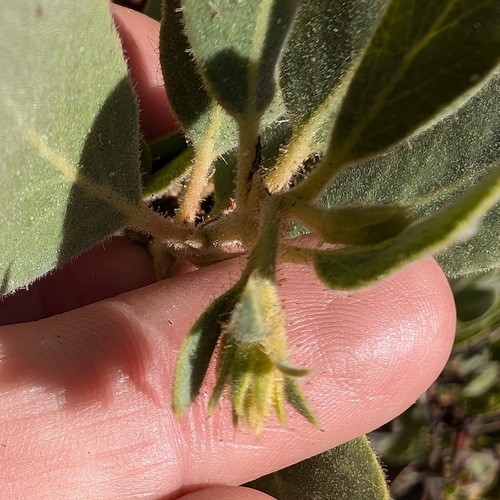 iNaturalist observation photo of Eastwood's Manzanita