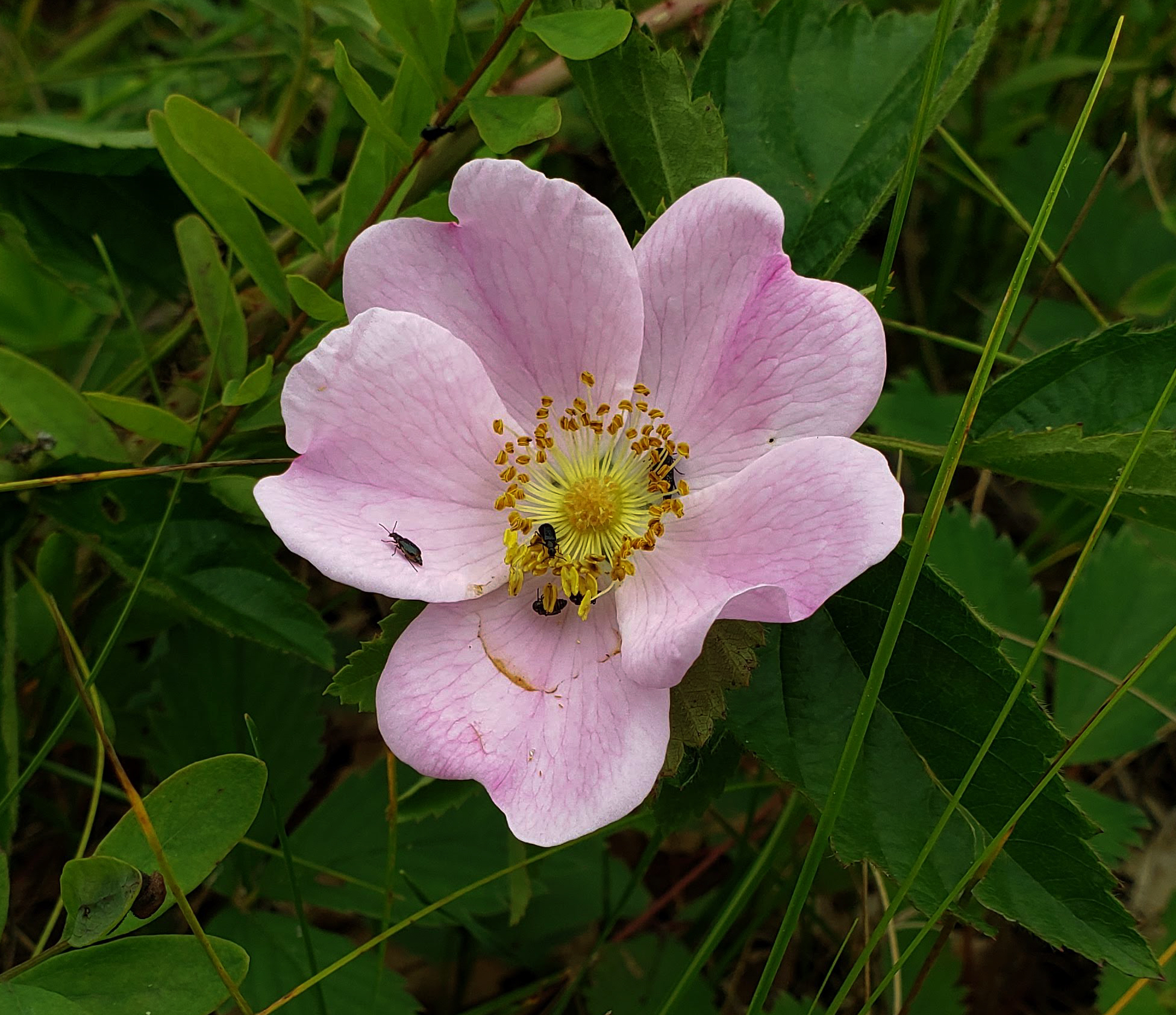 Rosa carolina ssp. subserrulata