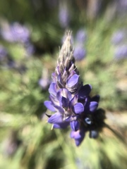 Lupinus lepidus sellulus