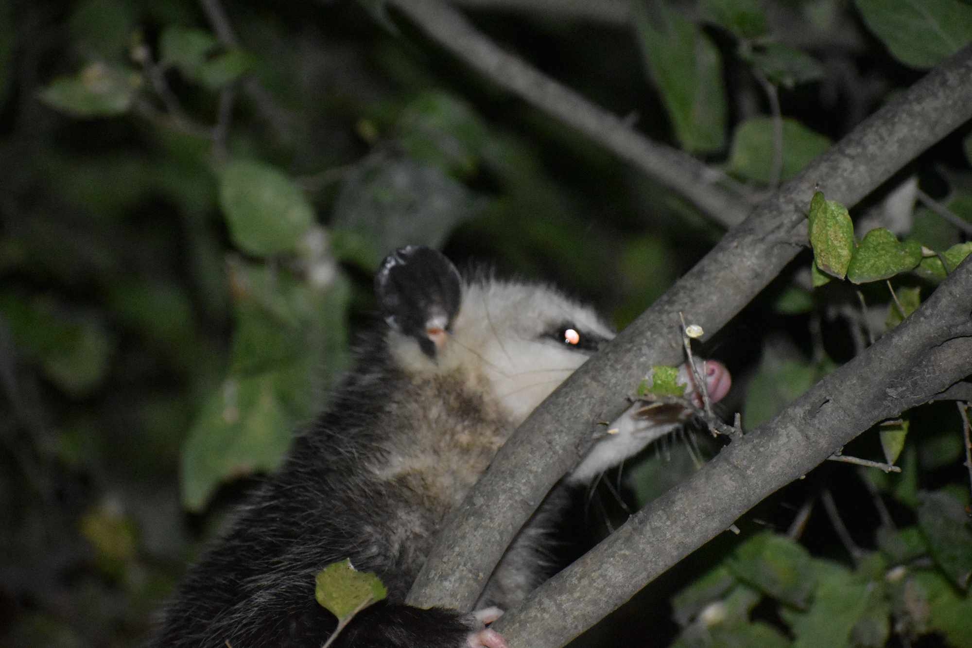 Didelphis virginiana<br>15 October, 2024
