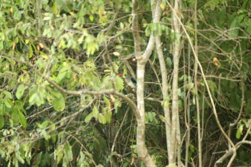 iNaturalist: (c) Thomas Desloges, some rights reserved (CC BY-NC), uploaded by Thomas Desloges iNaturalist image