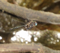 Somatochlora ozarkensis
