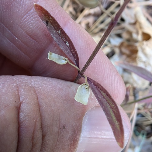iNaturalist observation photo of Grayleaf Skullcap