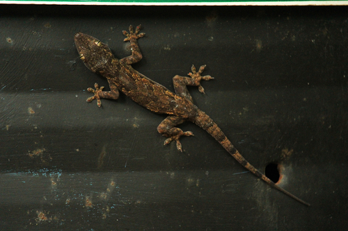 Flathead Leaf-toed Gecko