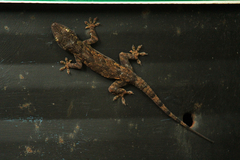 Baobab Gecko photo 3