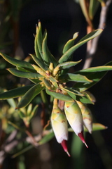 Conostephium pendulum
