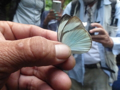 Itaballia demophile centralis