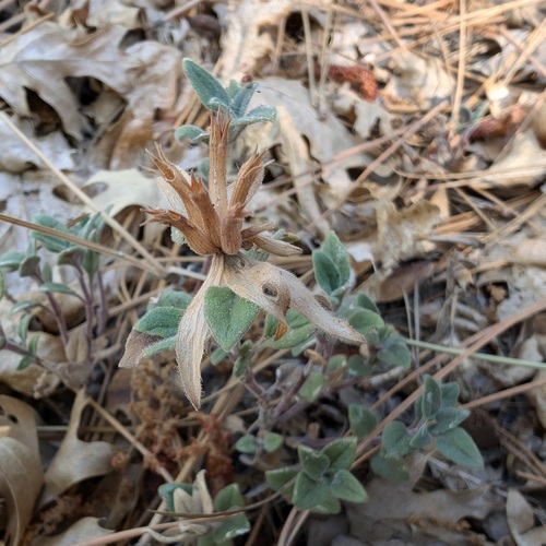 iNaturalist observation photo of Yellow monardella