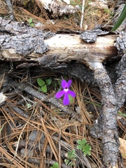 Pinguicula oblongiloba