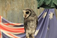 Tyto novaehollandiae