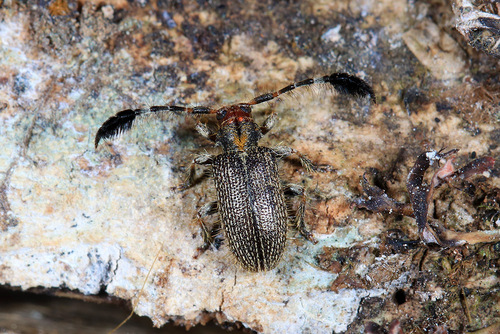 Paracartus