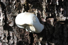 Fomitopsis hemitephra