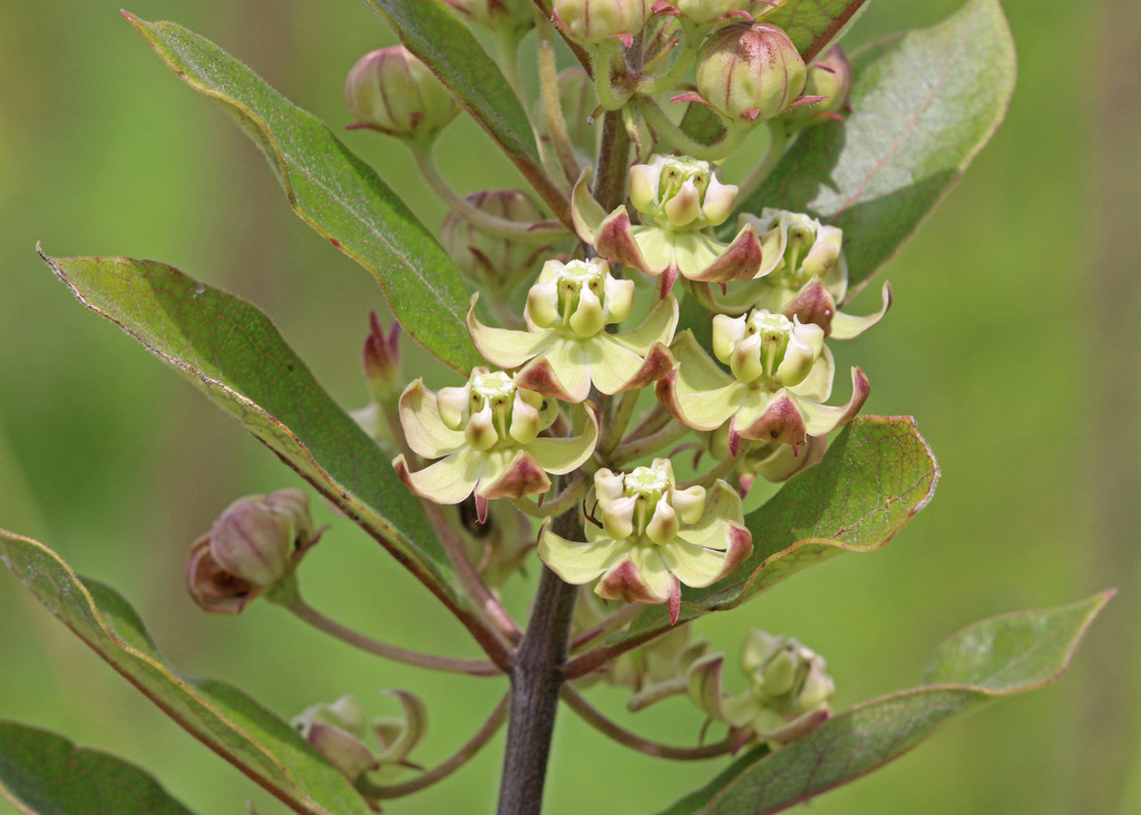 velvet-leaf milkweed