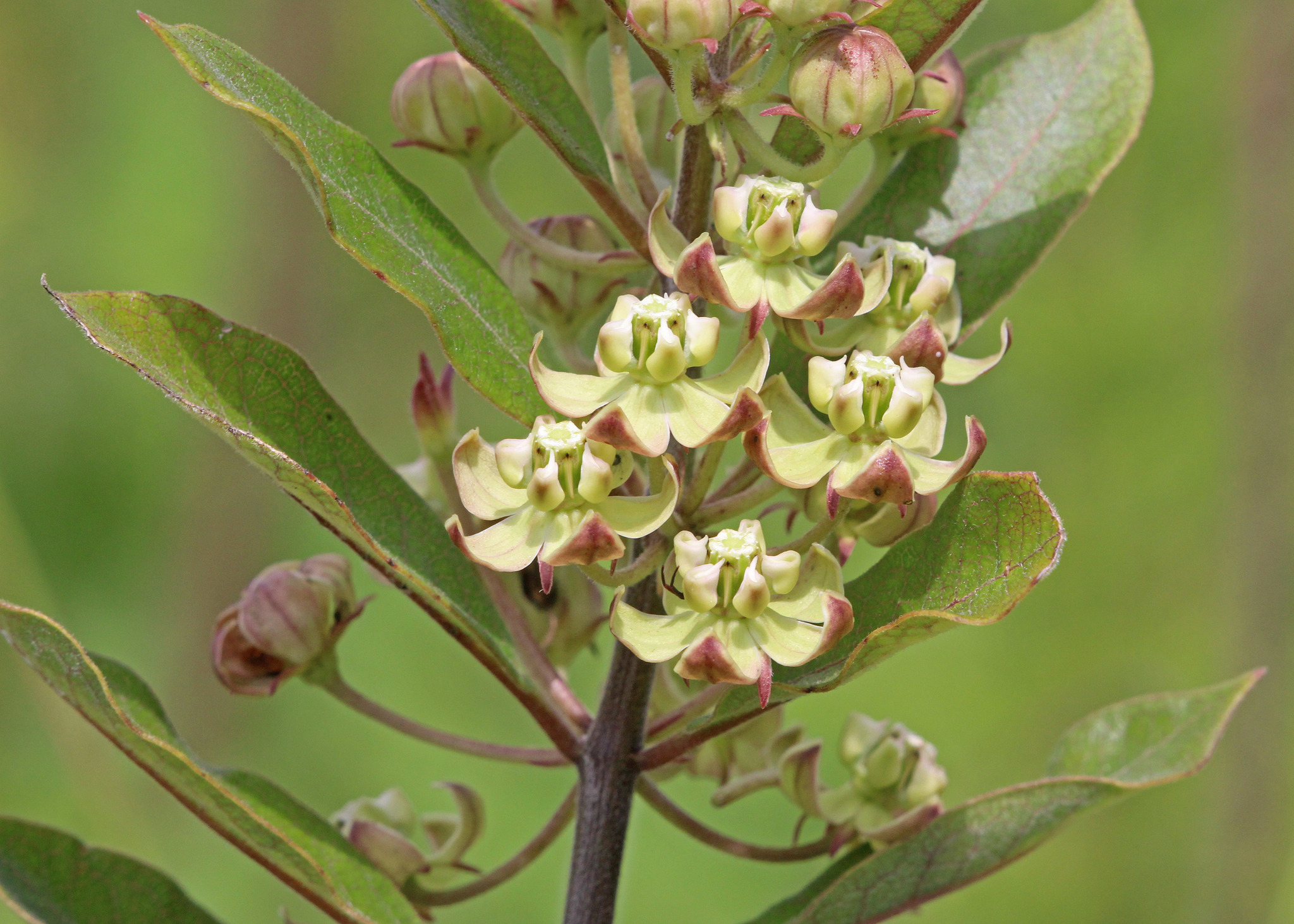 Asclepias tomentosa