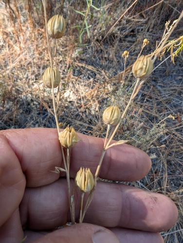 iNaturalist observation photo of Prairie Flax