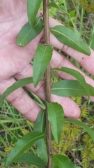 Solidago chapmanii image