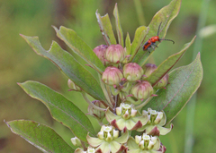 Tetraopes melanurus