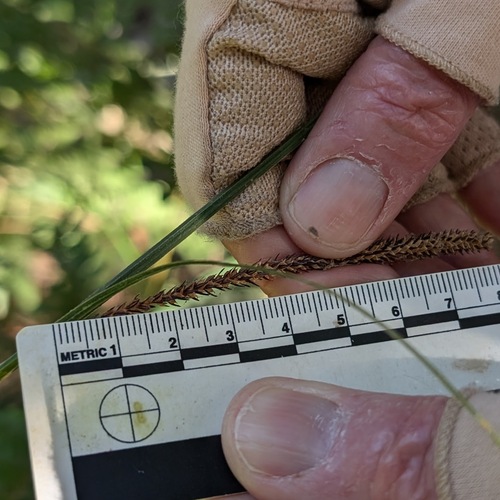 iNaturalist observation photo of Schott's sedge