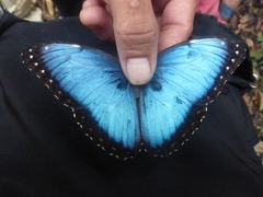 Morpho helenor narcissus