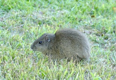 Cavia aperea aperea