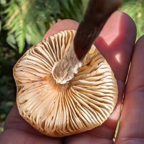 iNaturalist observation photo of Honey Mushroom