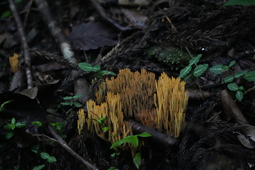 Phaeoclavulina flaccida