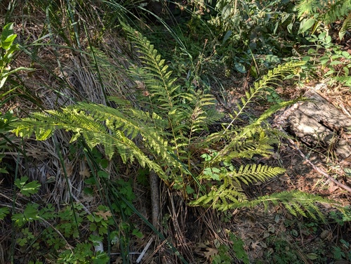 iNaturalist observation photo of Common Lady Fern