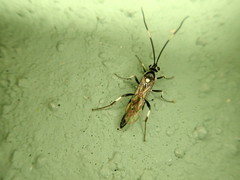 Cratichneumon arizonensis