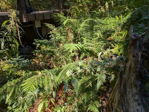 iNaturalist observation photo of giant chain fern