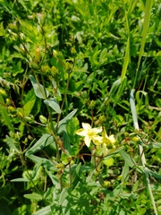 Hypericum elegans