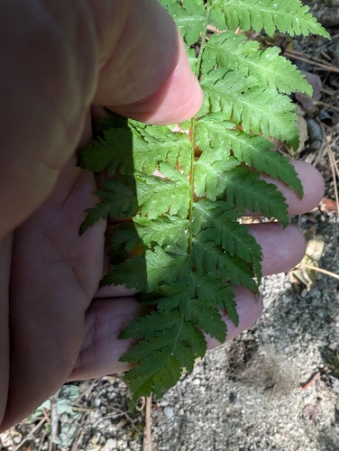 iNaturalist observation photo of Common Lady Fern