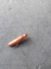 Kalotermitidae