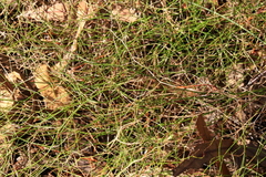 Corynotheca micrantha
