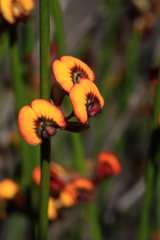 Daviesia triflora