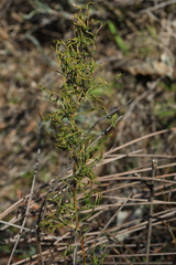 Desmocladus flexuosus