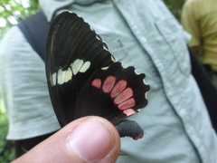 Parides iphidamas