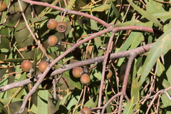 Eucalyptus todtiana