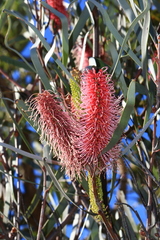 Hakea francisiana