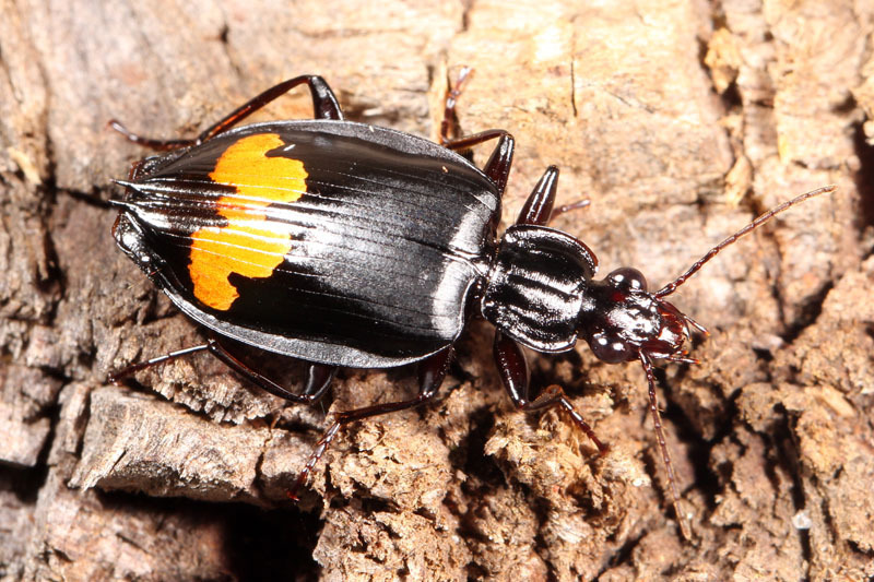 Eurydera sublaevis