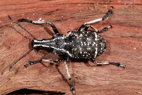 Tophoderes frenatus