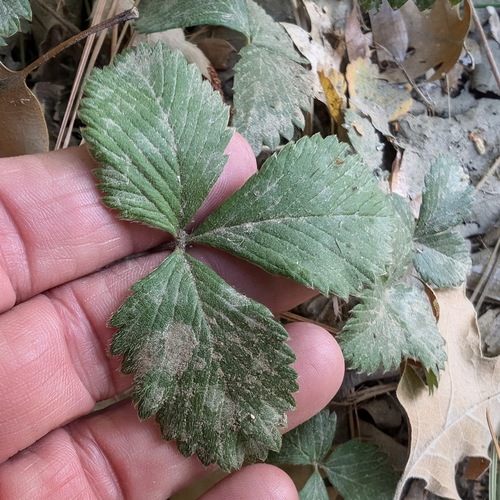 iNaturalist observation photo of woodland strawberry