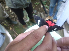 Parides iphidamas